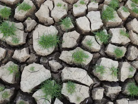 Cracked dry earth with a few green shoots