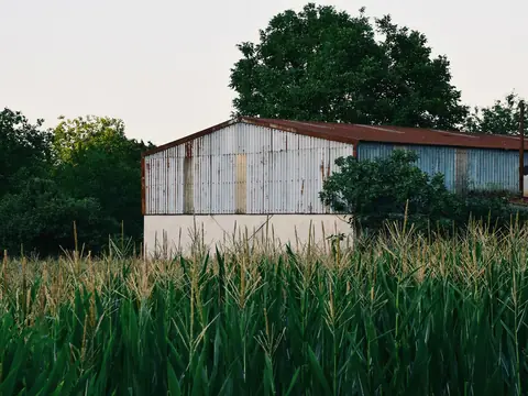 A metal barn beside a field of green corn